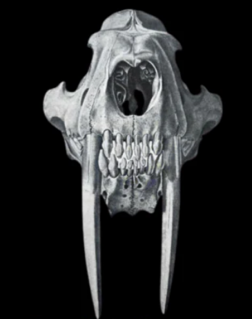 Fossil Great White