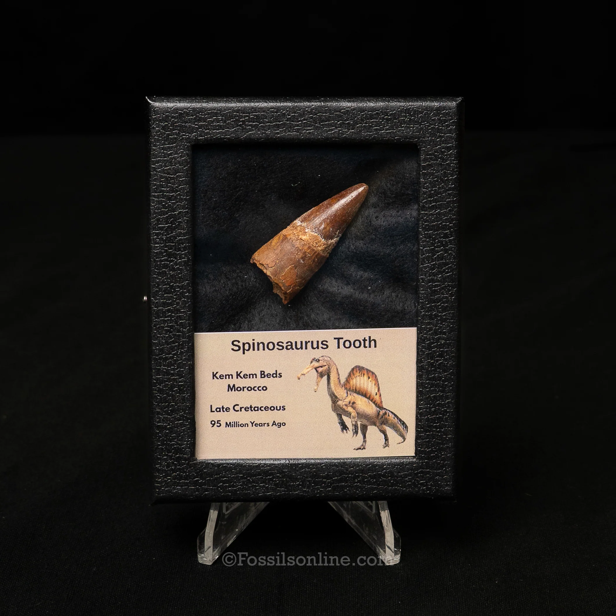 Dinosaur Teeth for Sale